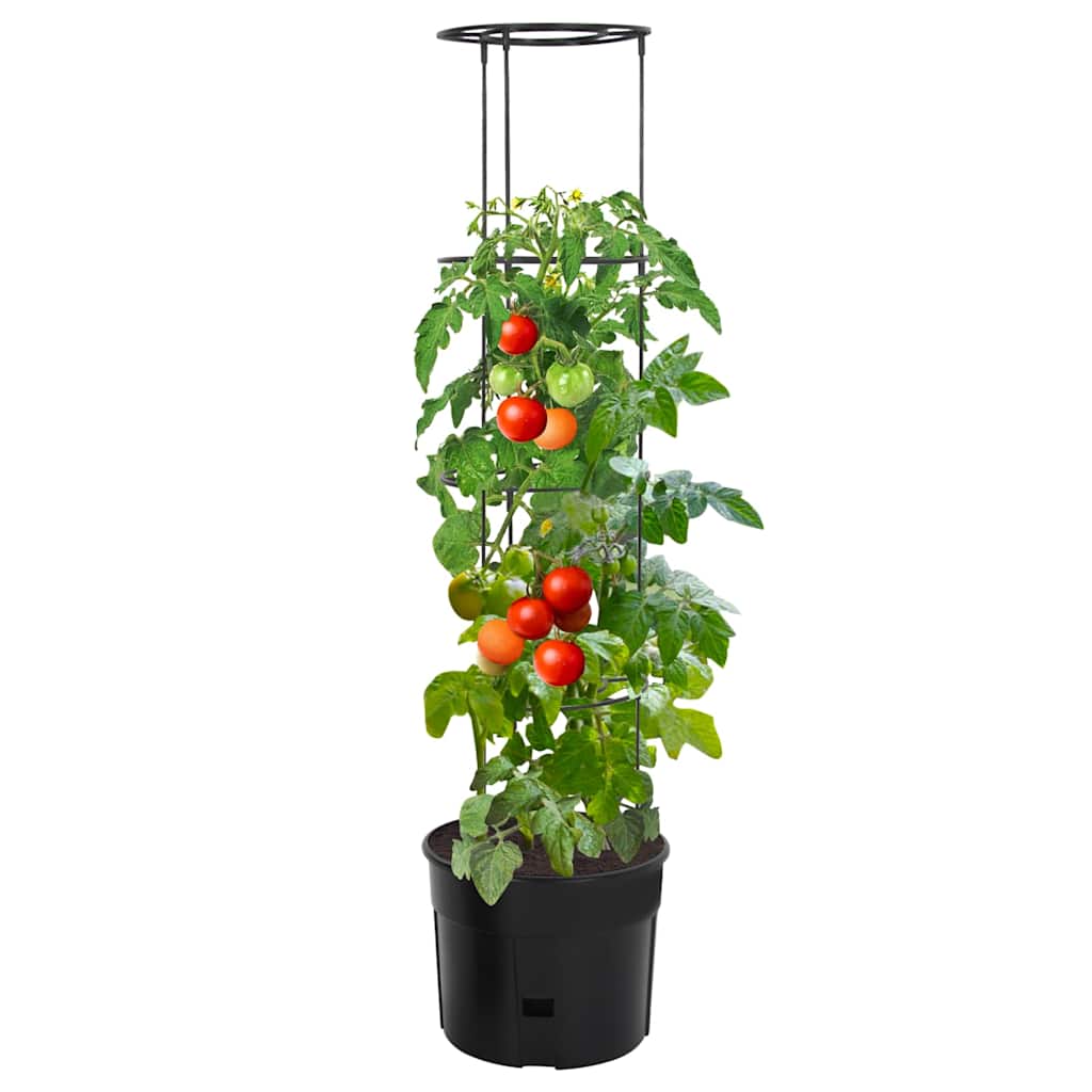 vidaXL Tomato Grower Anthracite Ø39x150 cm Polypropylene 2