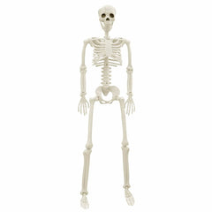 vidaXL Halloween Skeleton 2 pcs White 85 cm Polypropylene 5