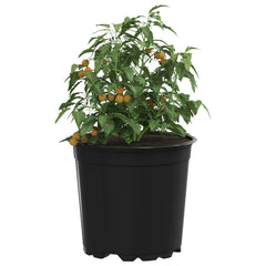 vidaXL Round Flower Pot 200 pcs Black Ø 15 x 13 cm Plastic 3