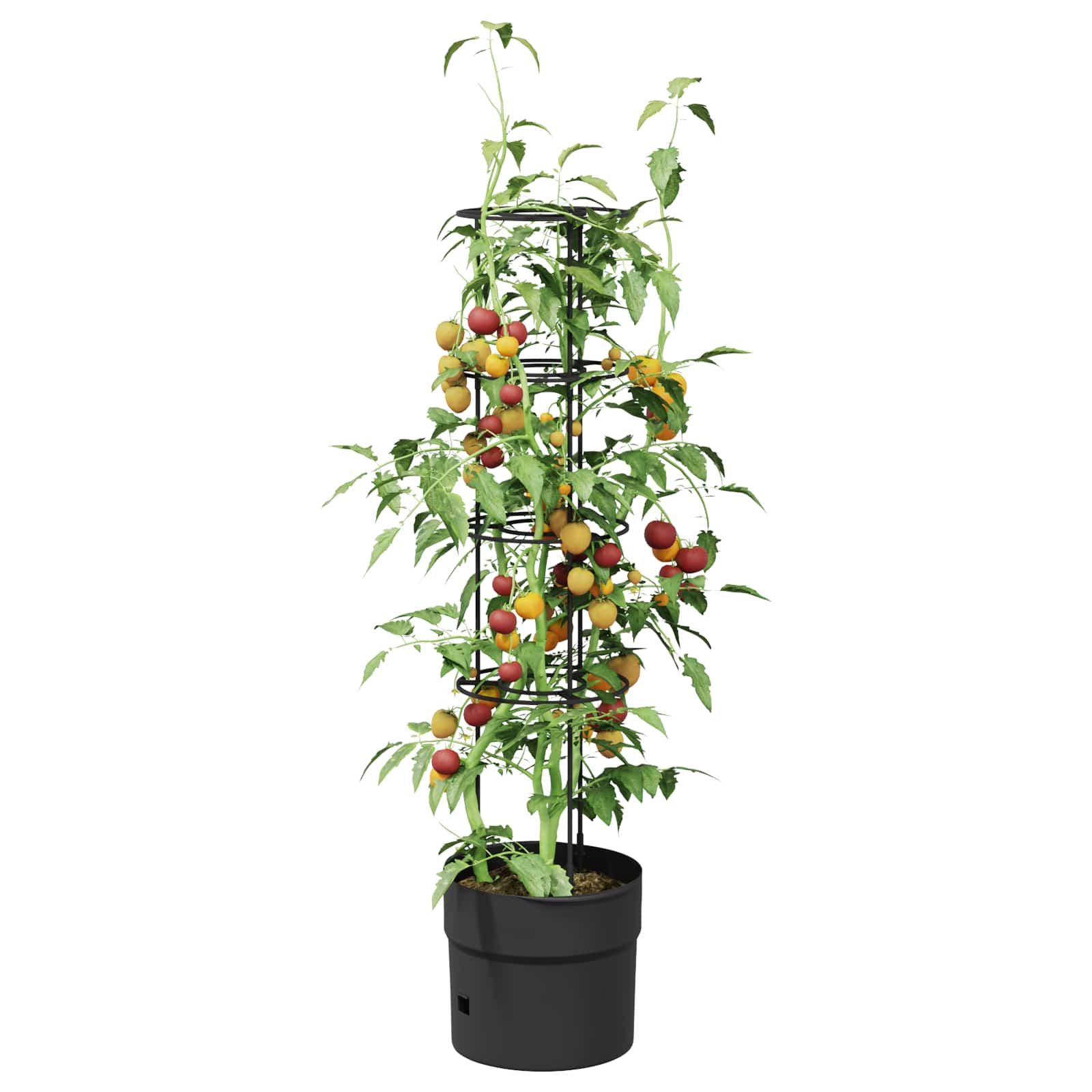 vidaXL Tomato Grower Black Ø 32 x 127 cm PP 3