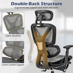 The office chair highlighting the backrest structure and lumbar support features