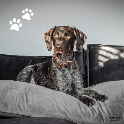 Madison Dog Lounge Velvet 80x55x15 cm Grey