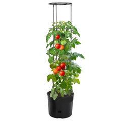 vidaXL Tomato Grower Anthracite Ø39x150 cm Polypropylene 2