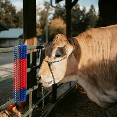 vidaXL Cattle Brushes Red and Blue 50 x 17 x 9 cm PP 1