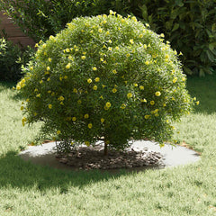 vidaXL suitable for Flat Tree Ring White Ø40/70 cm Steel 3