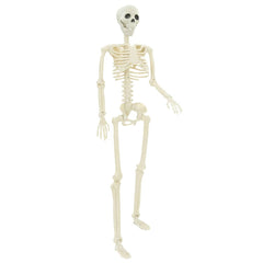 vidaXL Halloween Skeleton 2 pcs White 85 cm Polypropylene 4