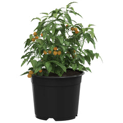 Round Flower Pot 200 pcs Black Plastic, image 3