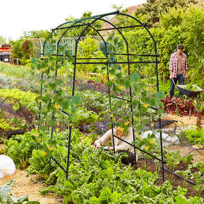 Garden Arch Trellis with PE Coated Metal Structure for Climbing Plants